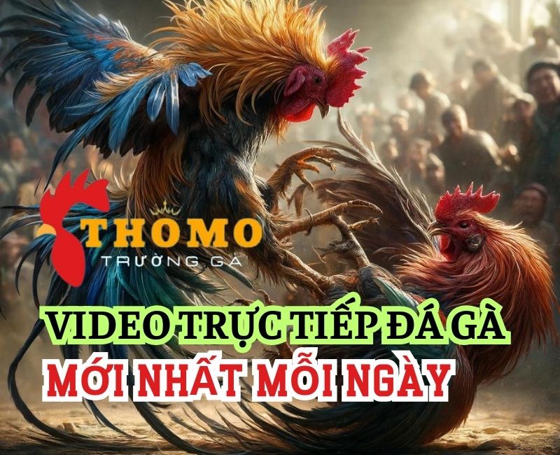 Trường gà Thomo - Tụ điểm đá gà nổi tiếng